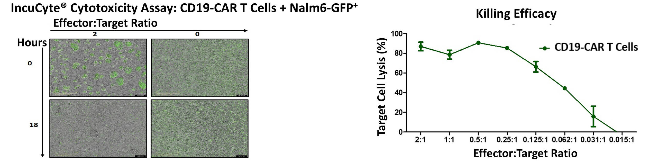 CD19-CAR T cells were co-cultured with 5 × 10⁴ GFP-expressing Nalm6 cells at varying effector-to-target (E:T) ratios and monitored using the live-cell imaging IncuCyte® system. GFP-positive (green) objects were quantified over time to assess cytotoxic activity.